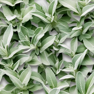 Sage leaves arranged in a symmetrical grid pattern on a white background.