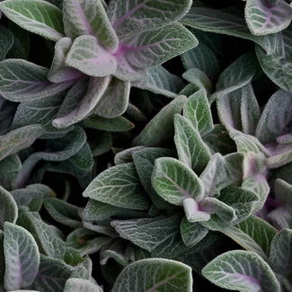 A lavender plant with highly detailed foliage in shades of purple and green, layered in a symmetrical arrangement against a light gray and white background.