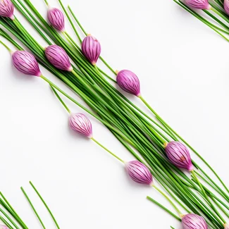 An arrangement of purple onions with stems of fresh chives in a striped pattern on a white background