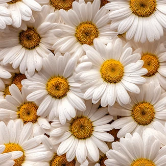 A close-up of white and yellow daisies arranged randomly in a minimalist setting.