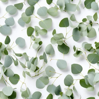 Eucalyptus Leaves Repeating Pattern on a white background with scattered composition and naturalistic charm