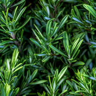 Macro photography of rosemary leaves in a vibrant and repetitive green pattern