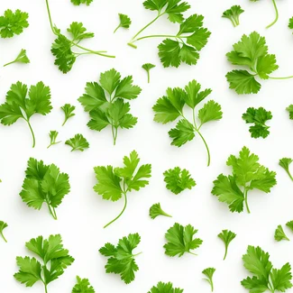 A lively pattern of fresh parsley and coriander leaves on a white background