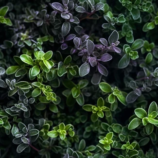 Herbal Wonderland pattern with thyme and tarragon plants, purple leaves and intricate foliage on a mix of dark violet and light emerald background.