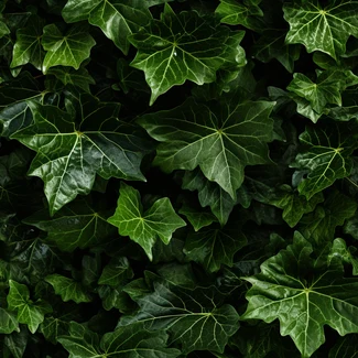 A close-up photograph of green ivy leaves forming a wall.