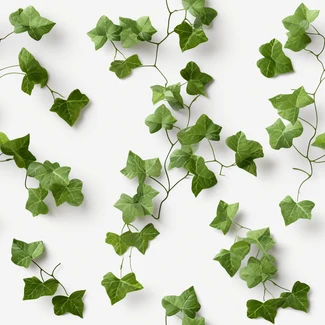 3D rendered ivy vines set on a white background. Ivy leaves growing together to create a lifelike rendering of nature.