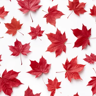 A white background with scattered red maple leaves.