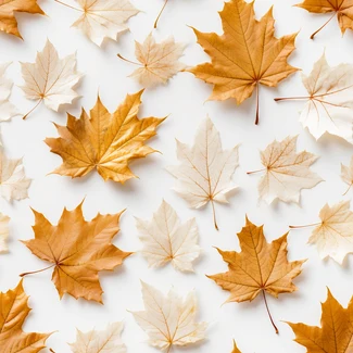 Aerial view of brown, white, and yellow maple leaves on a white background with a light orange and light gold color scheme.