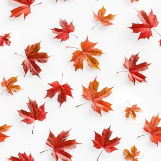 Autumn Leaves on White pattern with scattered red and amber maple leaves on a white background.