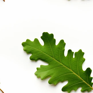 An oak leaves pattern on a white background with precisionist lines and shapes, contrasting navy and green colors, a circular arrangement, colorful woodcarvings, and shallow depth of field.