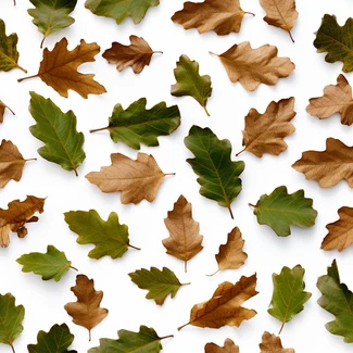 A repeating pattern of oak leaves in various shades of green and brown on a white background
