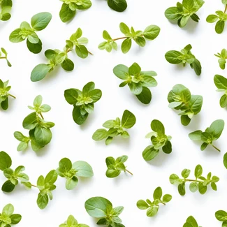 A repeating pattern featuring fresh oregano, thyme, and basil leaves on a white background.