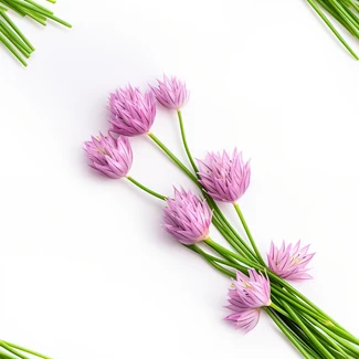 A minimalist pattern featuring purple chives and spring onion with green leaves on a white background