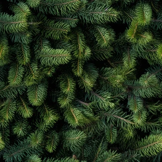 A close-up view of green pine needles on a black background. The needles are vibrant and have intricate texture.