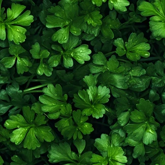 Close-up of fresh parsley leaves in a decorative pattern