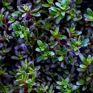 A detailed wild thyme pattern in shades of purple and green.